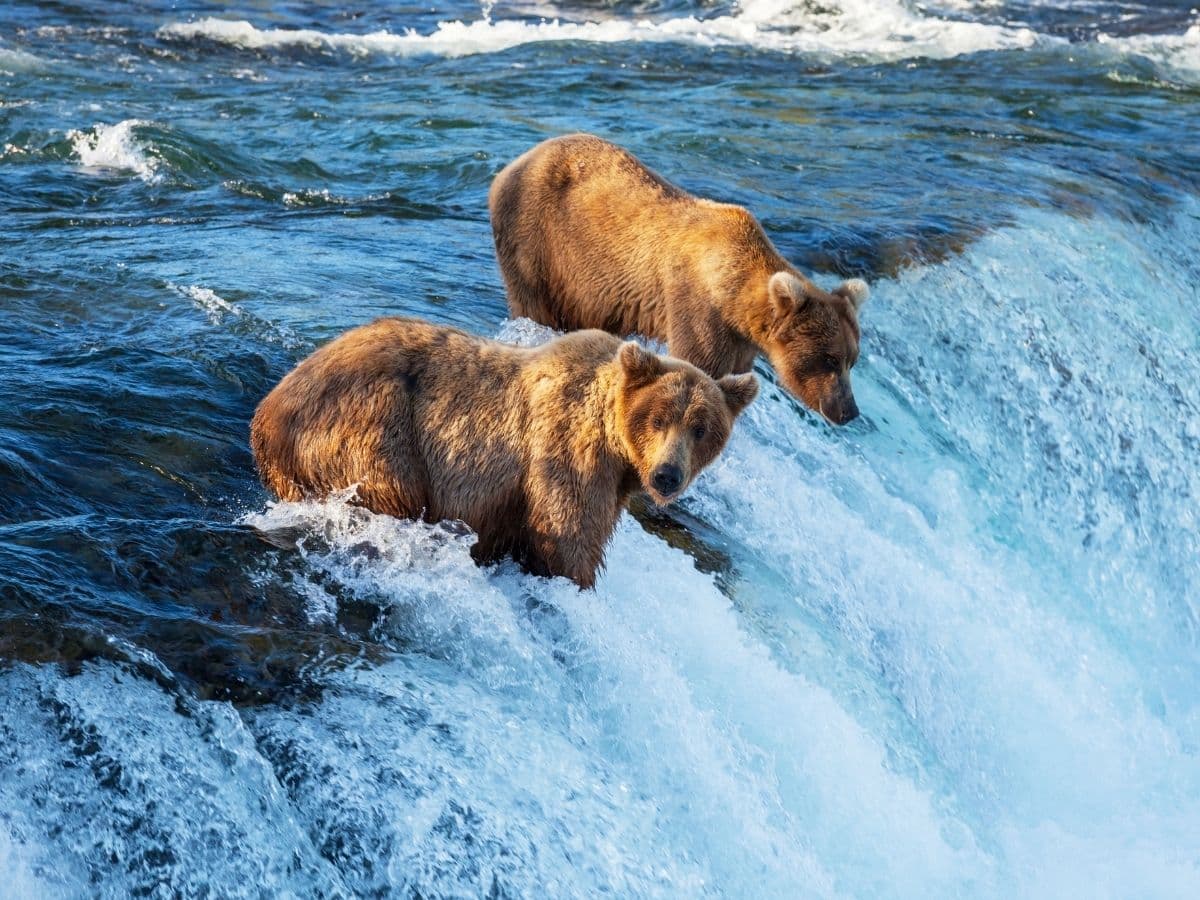 ALASKA - Okyanus Manzaralı Dış Kabin - 6