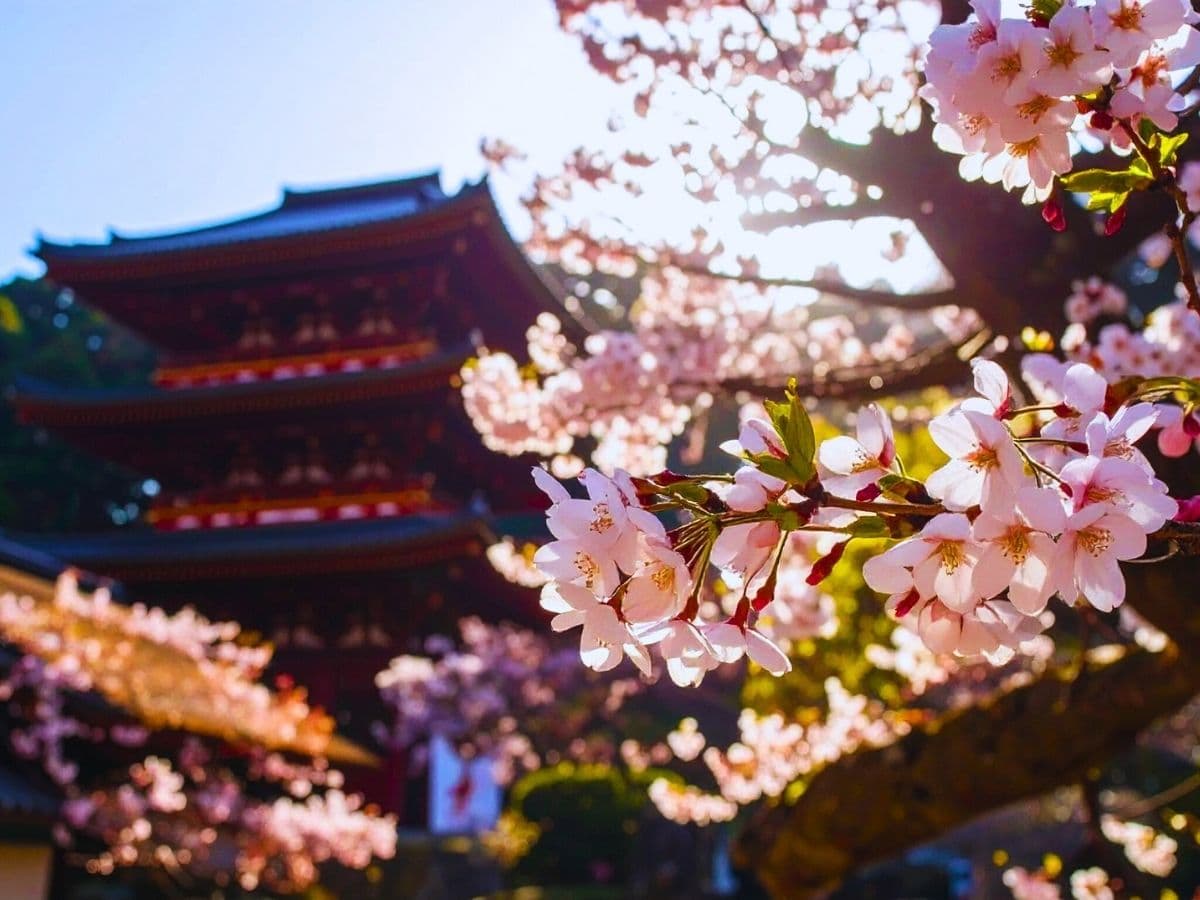 JAPONYA - BUSİNESS - 11
