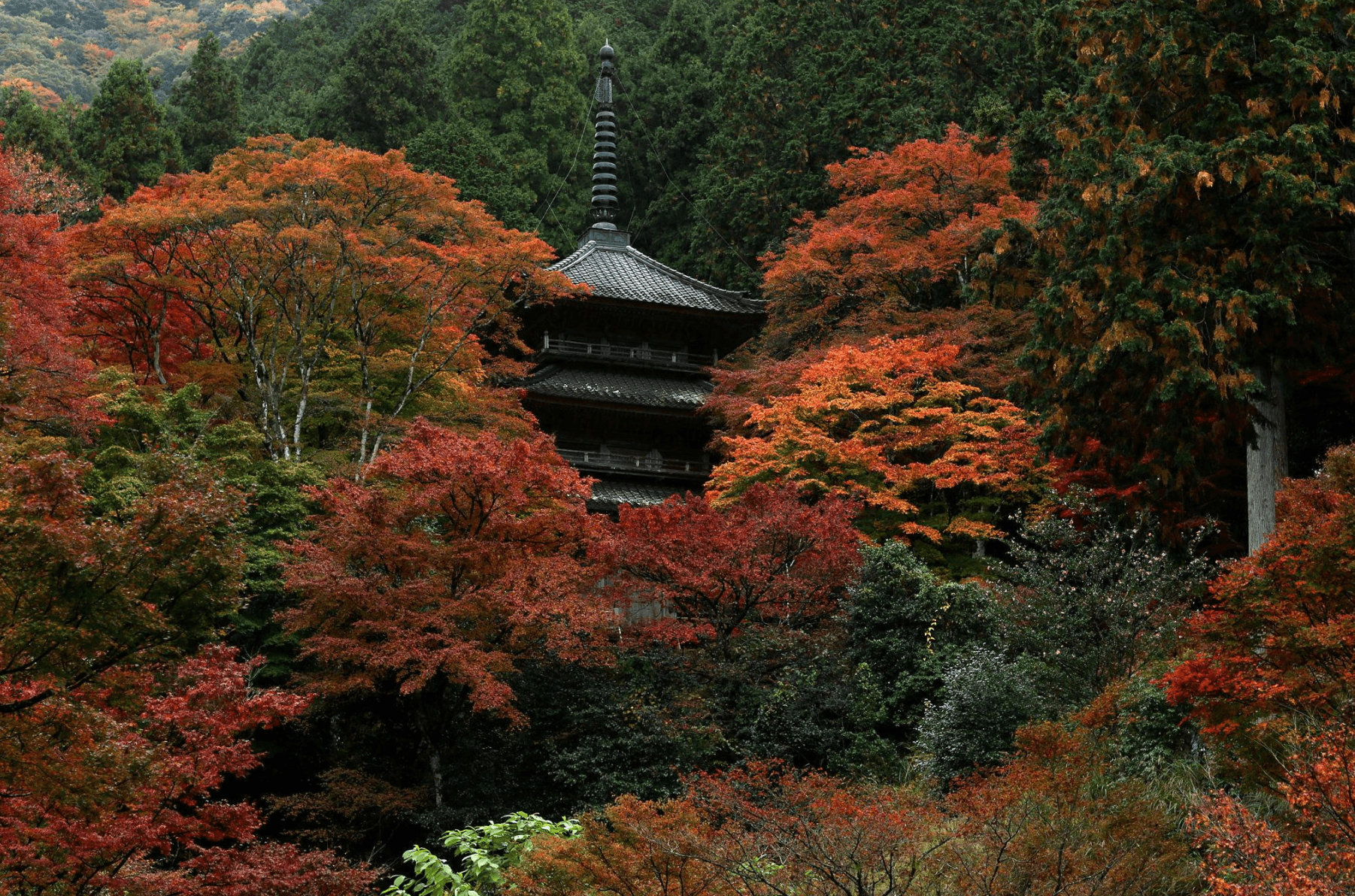 KOYO ZAMANI JAPONYA (ANA İLE) - 3