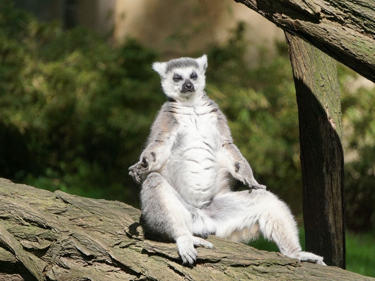MADAGASKAR - 4