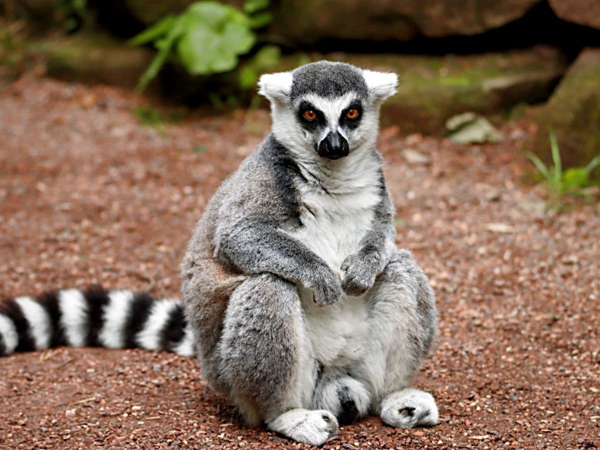 MADAGASKAR - 5