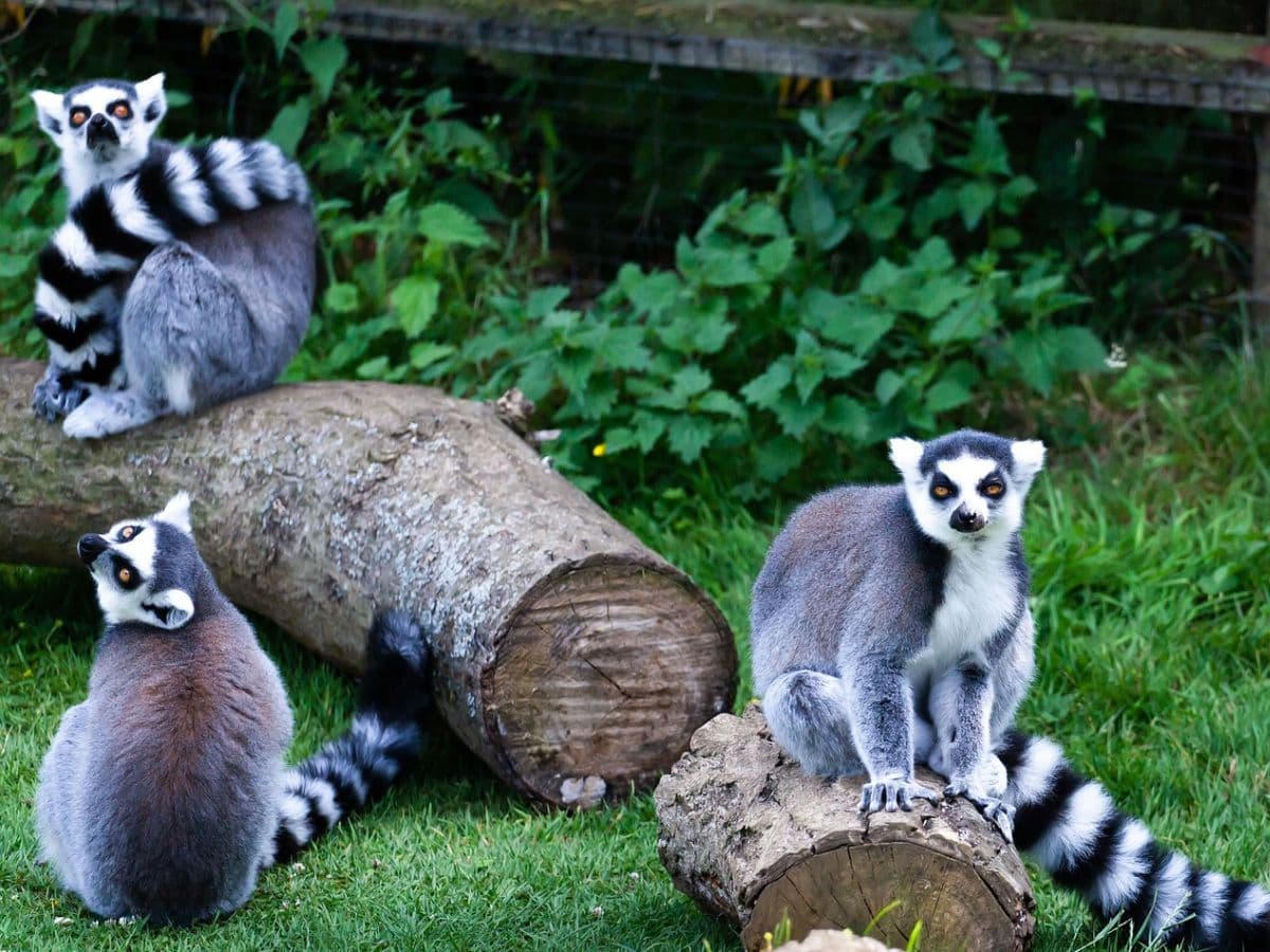 MADAGASKAR - 7