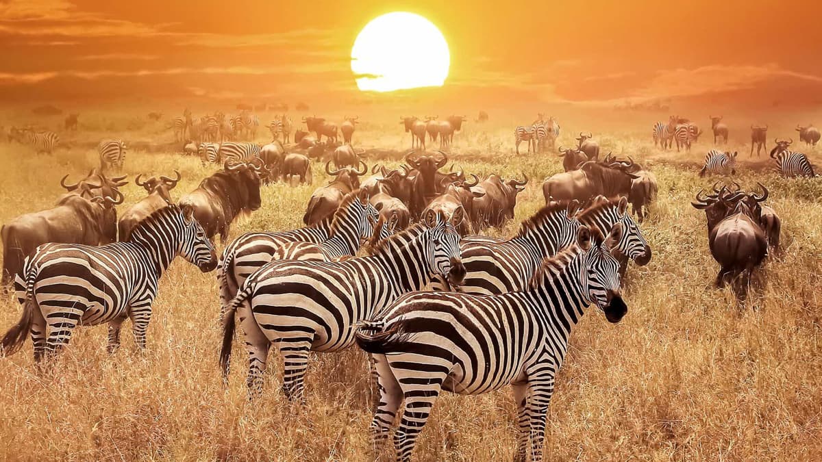 “Serengeti’de FOUR SEASONS SAFARI LODGE’da konaklama ayrıcalığıyla” BÜYÜK AFRİKA SAFARİSİ KENYA - TANZANYA - ZANZİBAR